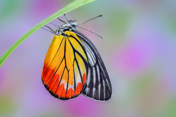 Painted Jezebel or Delias hyparete indica (Wallace, 1867), beautiful butterfly perching on green blade with blur background in nature, Thailand.