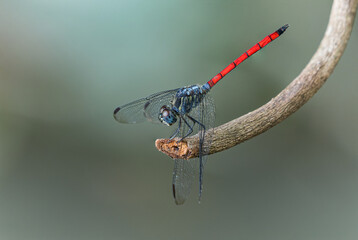 Lathrecista asiatica , Beautiful dragonfly perched on a branch with water background in Thailand.