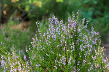 Obraz premium heather flowers closeup selective focus