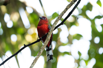 Red-headed Trogon