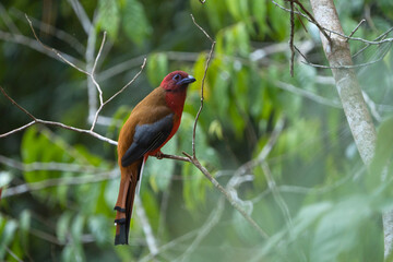 Red-headed Trogon