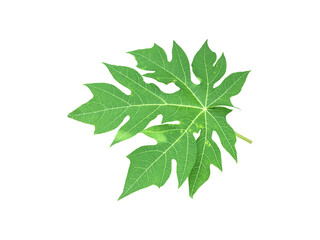 Isolated young and fresh papaya leaf with clipping paths.	