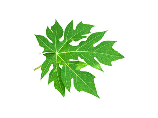 Isolated young and fresh papaya leaf with clipping paths.	