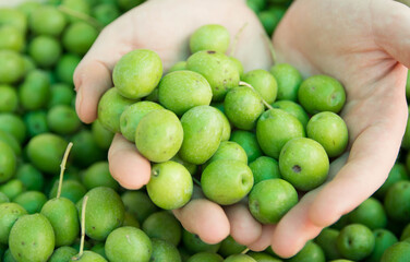 Grupo de aceitunas olivas ecologicas. Close up. Space text.