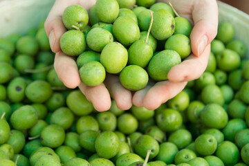 Grupo de aceitunas olivas ecologicas. Close up. Space text.