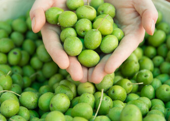 Grupo de aceitunas olivas ecologicas. Close up. Space text.