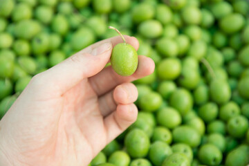 Grupo de aceitunas olivas ecologicas. Close up. Space text.