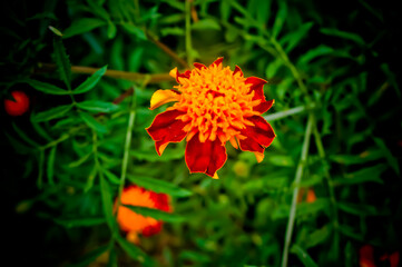 orange flower in the grass