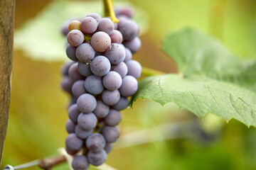 blue grape in the organic garden
