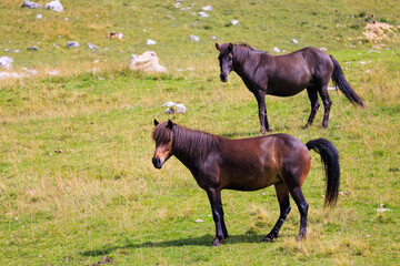 Two horses in Forcella Lerosa - Dolomites - Italy