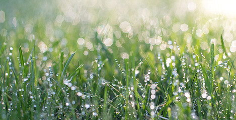 Grass and dew props in sun