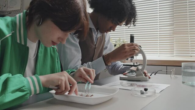 Low angle of Caucasian girl sitting at school desk in morning, dissecting frog, African American guy using microscope