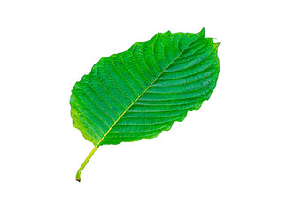 Tropical green leaf isolated on white background