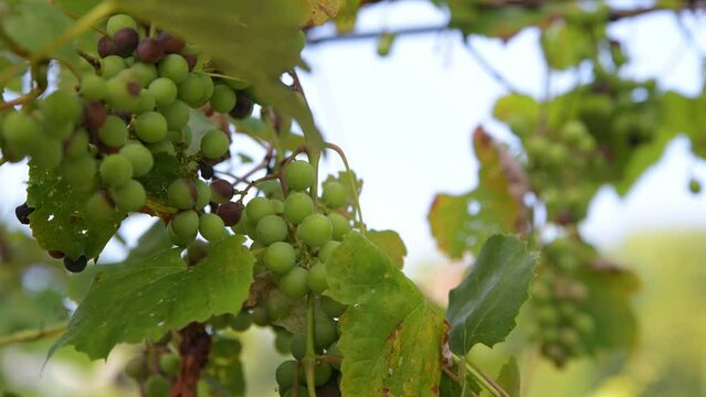 green fruit of the vine, grapes