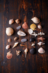 shells and sea stars on the wooden background