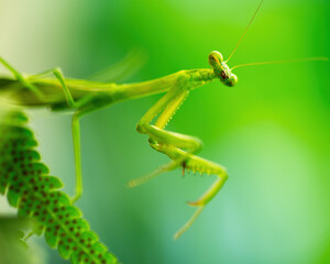 Australian Praying Mantis on a fern