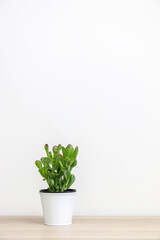 Vertical shot of beautiful jade plant (a succulent plant also known as Crassula Ovata) on wooden shelf, white background, lots of copy space