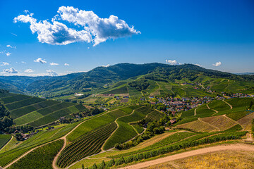 View from Staufenberg Castle to the Black Forest with grapevines near the village of Durbach in the...