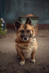 Photo of a domestic fluffy dog in the yard of the house.