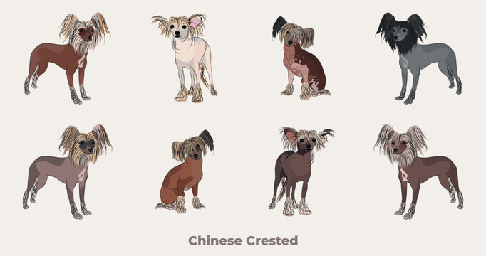 Chinese Crested breed, dog pedigree drawing. Cute dog characters in various poses designs for prints adorable and cute Chinese Crested cartoon vector set, different poses.  Hairless dogs collection 