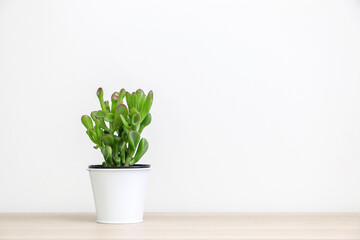 A succulent Crassula Ovata plant (aka Jade Plant) in a white pot on left of wooden desk, isolated against white wall