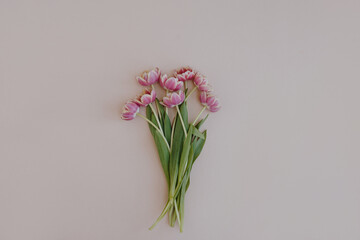 Delicate tulip flowers bouquet on neutral pink background