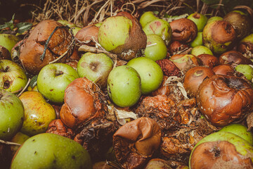 Naklejka na ściany i meble wind fall apples decaying and discarded 