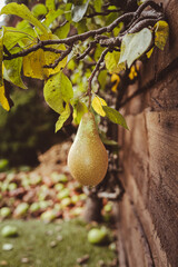 fruit tree in the autumn close up of pear hanging on branch