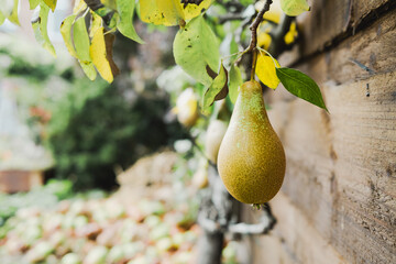 pear fruits growing on the tree in the autumn