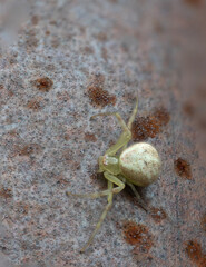 crab spider on a rock