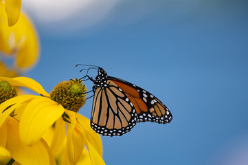 Monarch butterfly,  Danaus plexippus, feeding on and pollinating a cut-leaf coneflower, Rudbeckia laciniata, in a garden - obrazy, fototapety, plakaty