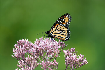 Fototapeta na wymiar Monarch butterfly feeding on and pollinating Joe-Pye weed flowers in a garden