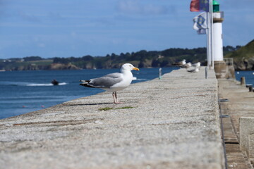 seagull on the pier