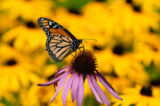 A monarch butterfly, Danaus plexippus, feeding on and pollinating a purple coneflower in a garden with yellow flowers in the background