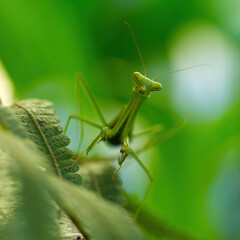 Australian Praying Mantis on a fern
