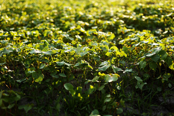 Grape vine growing farmland at sunset close up. Green grapevine plantation farmland garden evening time. Closeup young leaves on bush vineyard.
