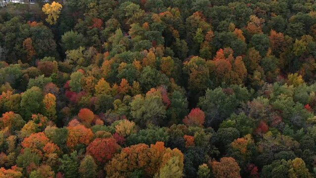 Aerial view of trees changing colour in fall season, Montreal, Quebec, Canada.  