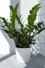Beautiful home plant zamiokulkas in the sun against the background of a brick white wall. Home gardening concept. Home modern interior.