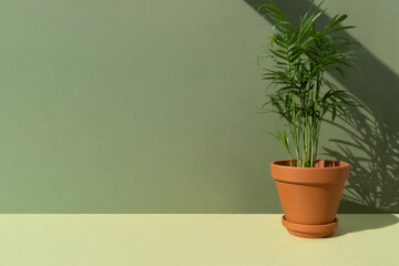 Home plant hamedorea or Areca palm in a clay brown pot on a green background. The concept of minimalism. Houseplants in a modern interior.