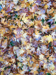 A carpet of sycamore leaves fallen from the trees in Autumn