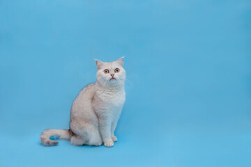 Adorable British white cat on a blue background looks into the camera