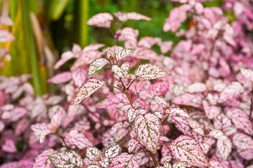 Hypoestes phyllostachya, the polka dot plant, is a species of flowering plant in the family Acanthaceae, native to South Africa, Madagascar, and south east Asia.