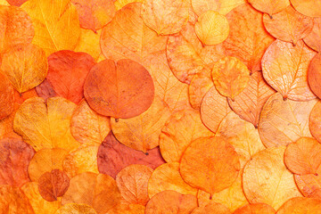 Fondo textura de hojas secas anaranjadas y amarillas.  Vista superior y de cerca. Copy space