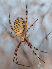 Detaillierte Nahaufnahme einer bunten Spinne in ihren Netz.
