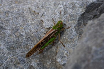 Große grüne Heuschrecke auf einem Felsen in Nahaufnahme