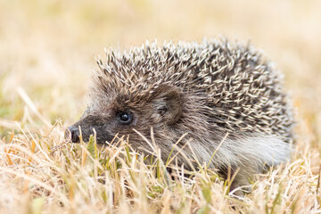 hedgehog on the grass...