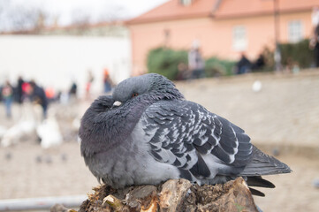 Very fluffy pigeon