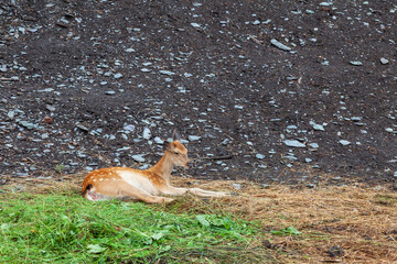 A spotted fallow deer or brown fawn looking aside and lying on grass on a forest background in a national park, farm or ranch. Reindeer herding concept