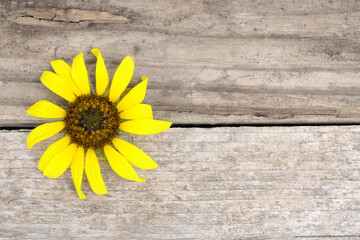 wild sunflower on wood