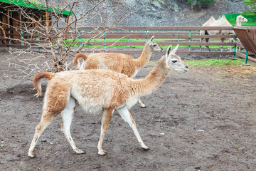 Two lama grazing in the meadow. Graceful llama on the field. Llama at the farm. © Aleksandr Kondratov